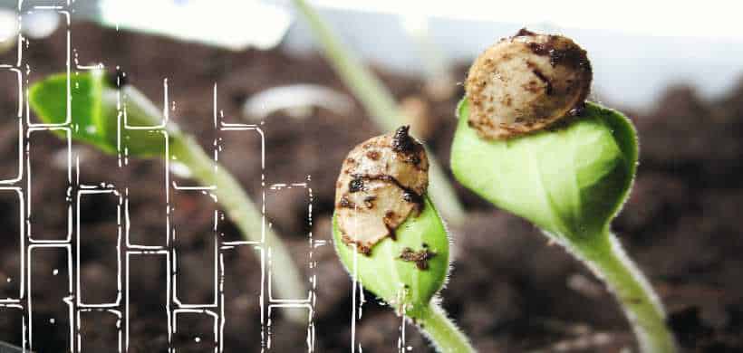 3 plantitas pequeñas acabadas de germinar de su semilla